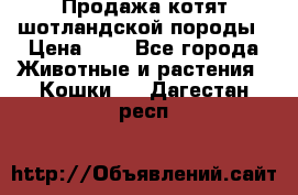 Продажа котят шотландской породы › Цена ­ - - Все города Животные и растения » Кошки   . Дагестан респ.
